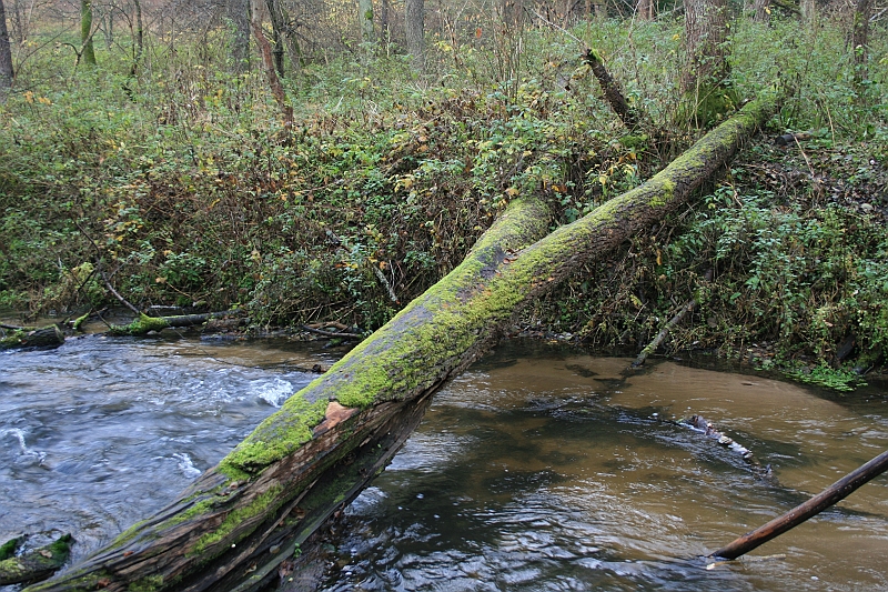 Rostoczek 11.2008 056